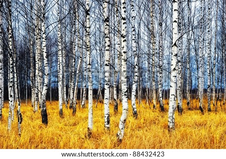 A autumn birch grove among orange grass