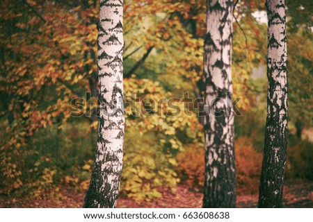 Wenn Waldraut sich nicht in den Wald traut