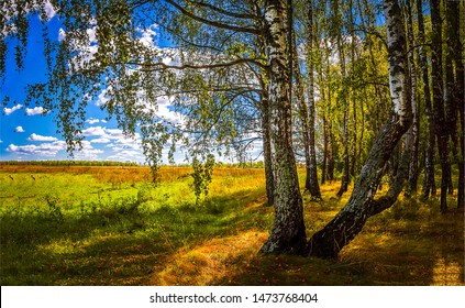 Autumn Birch Tree Forest In Russia Nature Scene