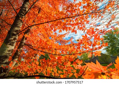 Autumn Blaze Maple Tree In Fall Color.