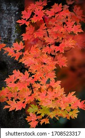 Autumn Blaze Maple Tree Leaves.