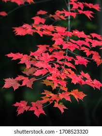 Autumn Blaze Maple Tree Leaves.