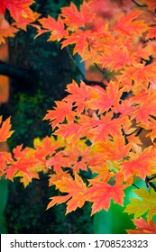 Autumn Blaze Maple Tree Leaves.