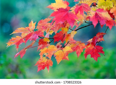 Autumn Blaze Maple Tree Leaves.