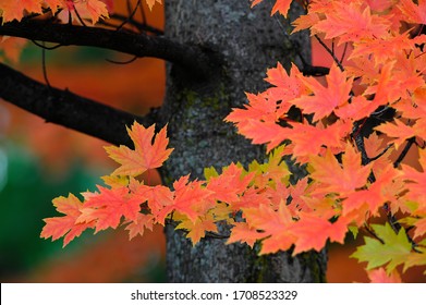 Autumn Blaze Maple Tree Leaves.