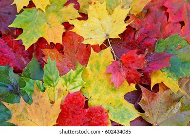 Autumn Blaze Maple Tree Leaves.