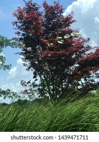 Autumn Blaze Maple Tree On A Beautiful Summer Day