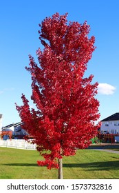 Autumn Blaze Maple Tree With Red Leaves.