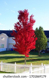 Autumn Blaze Maple Tree With Red Leaves.