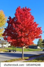 Autumn Blaze Maple Tree With Red Leaves.