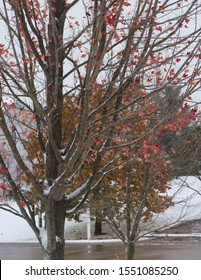 An Autumn Blaze Maple Tree With Sparse Red Leaves And Snow Covered Branches In The All In Wisconsin