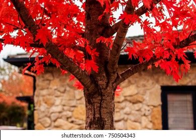 Autumn Blaze Red Maple Tree