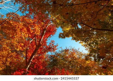 Autumn Blue Sky and Foliage