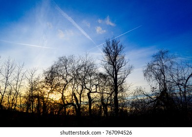 Autumn blue sunset with trees no leaves