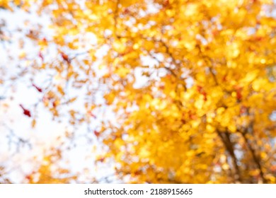 Autumn Blurred Natural Background. Defocused Autumnal Trees. Abstract Colorful Bokeh.