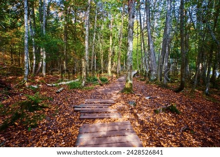 Autumn Boardwalk in Serene Woodland, Cairn Canyon Falls Trail