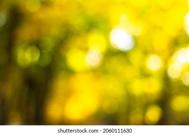 Autumn Boke. Blurred colorful tree branches in sunny park, abstract autumn natural background.