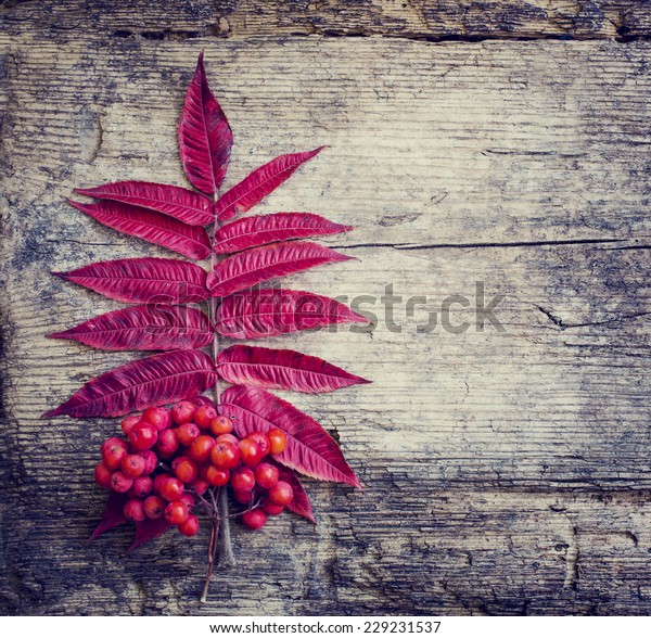 Autumn border from berries and fallen leaves on\
rustic table/ Thanksgiving day concept/ Autumn background with\
fallen leaves and\
copyspase