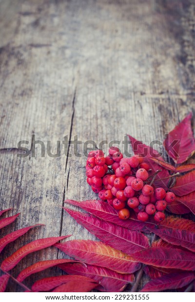 Autumn border from berries and fallen leaves on\
rustic table/ Thanksgiving day concept/ Autumn background with\
fallen leaves and\
copyspase