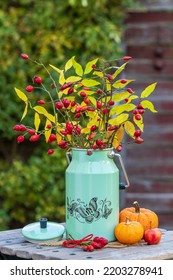 Autumn Bouquet Of Rose Hips And Branches In Vintage Milk Can