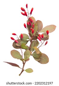 Autumn Branch Of Barberry With Berries Isolated On White Background. Fall Harvest Of Red Barberry Tree