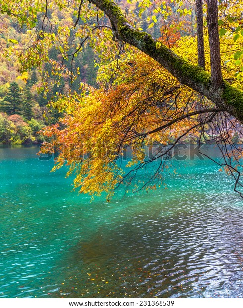 Autumn Branch Birch Tree Against Blue Stock Photo Edit Now 231368539