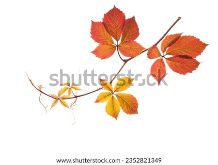 Autumn  branch  with colorful  leaves isolated on white background. Five-Leaved Ivy