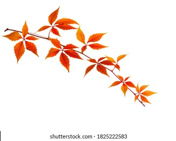 Autumn  branch  with colorful  orange leaves isolated on white background. Five-Leaved Ivy