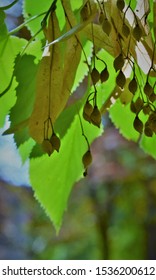 Autumn Branch With Linden Tree Fruits