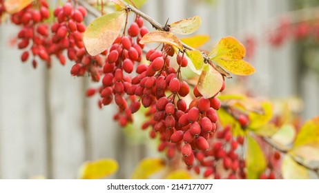 An Autumn Branch Of A Profusely Fruiting Barberry Is Located Diagonally Against A Gray Unpainted Wooden Fence. The Concept Of Harvest, Abundance, Simple Beauty. Close-up, Wallpaper.