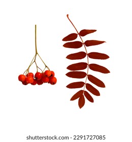 Autumn branch of red rowan berry with red rowan leaves isolated on white background
