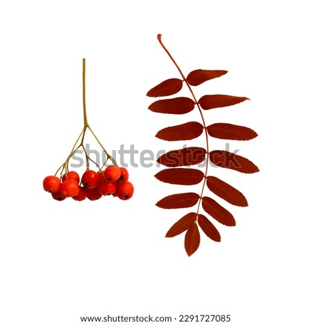 Autumn branch of red rowan berry with red rowan leaves isolated on white background