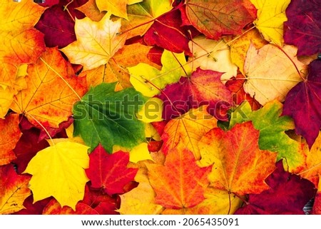 Autumn bright background with maple leaves, top view. 