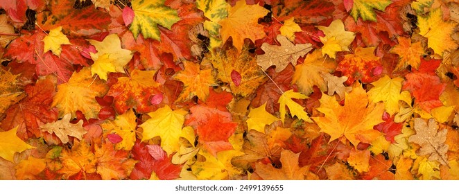 Autumn bright colorful orange yellow-red leaves background. fallen autumnal leaves close up, texture natural backdrop. top view. full frame - Powered by Shutterstock