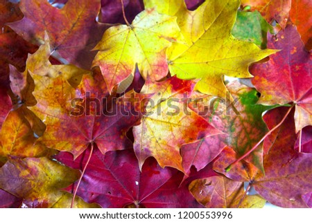 Autumn bright maple leaves