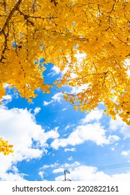 Autumn, Bright Yellow Ginkgo Carpet