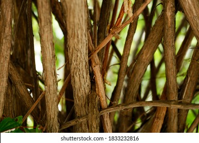 
autumn brown congested tree branches