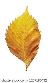 Autumn Brown Leaf Elm Isolated On White Background. Asymmetry Slippery Elm Leaf. 