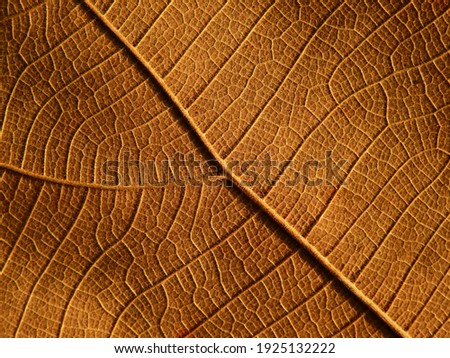 autumn brown leaf texture ( teak leaf )
