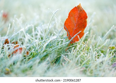 Autumn brown maple leaves in frost. frosty Lawn close-up.First frosts. Frosty natural background. Late autumn.