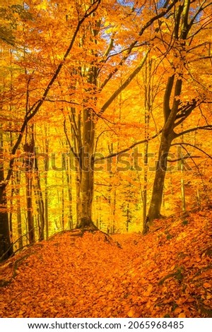 Similar – Image, Stock Photo autumn 2 Environment