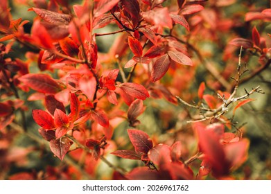 autumn bush with blueberry leaves. vaccinium corymbosum leaves bright burgundy red color in the garden in fall. gardening and nature concept. natural beautiful colors of autumn