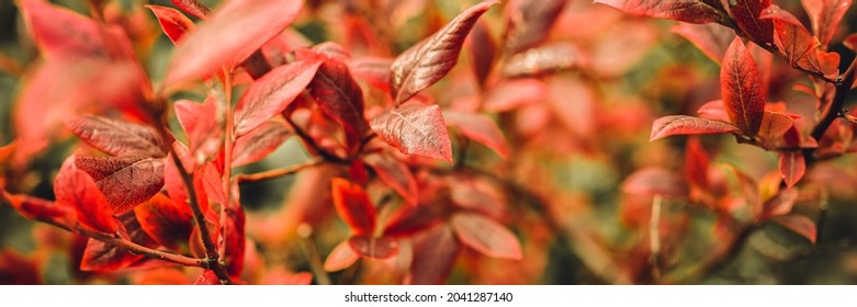 autumn bush with blueberry leaves. vaccinium corymbosum leaves bright burgundy red color in the garden in fall. gardening and nature concept. natural beautiful colors of autumn. banner