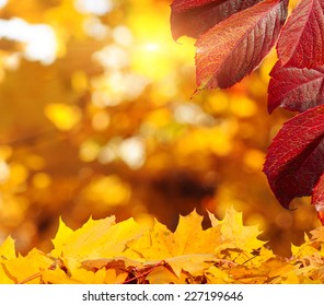 Autumn card of colored falling leafs  - Shutterstock ID 227199646