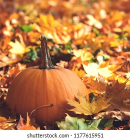 Autumn Day Images, Stock Photos &amp; Vectors | Shutterstock