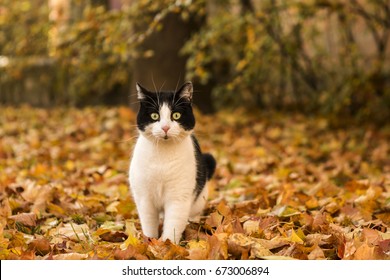 Autumn Cat