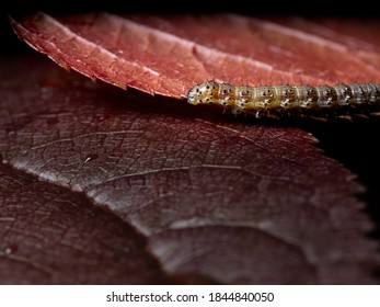 Autumn Caterpillar Afternoon Snack Time