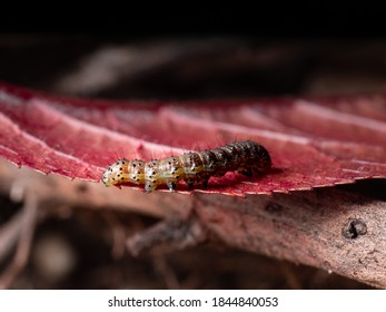 Autumn Caterpillar Afternoon Snack Time