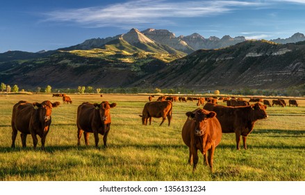 Autumn at a cattle ranch in Colorado near Ridgway - County Road 12	 - Shutterstock ID 1356131234