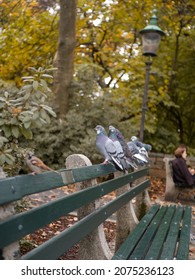 Autumn In Central Park NYC Pigeons  On A Bench 